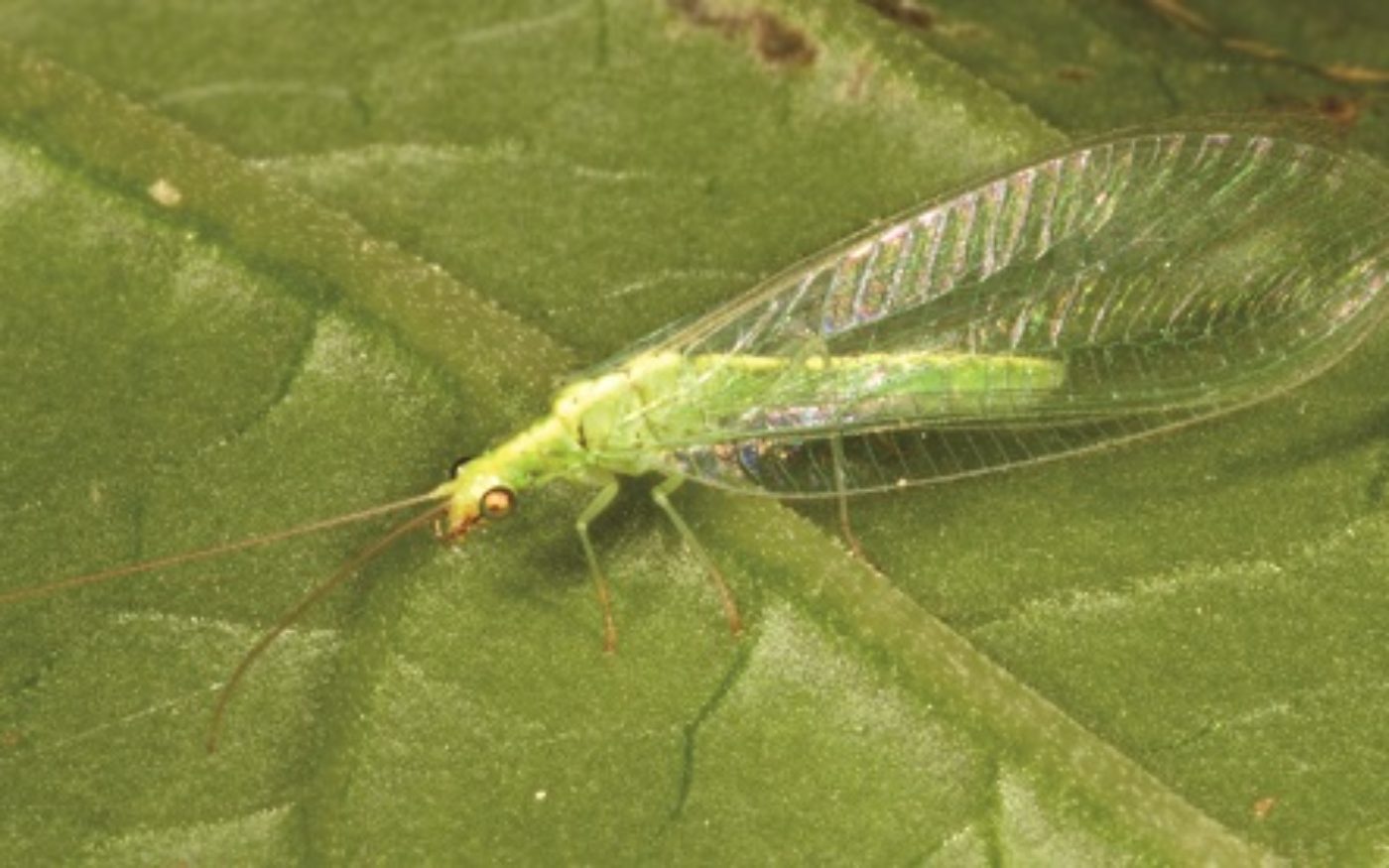 Common green lacewing, Chrysoperla carnea